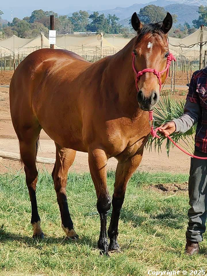 Akacheta Marble Delight